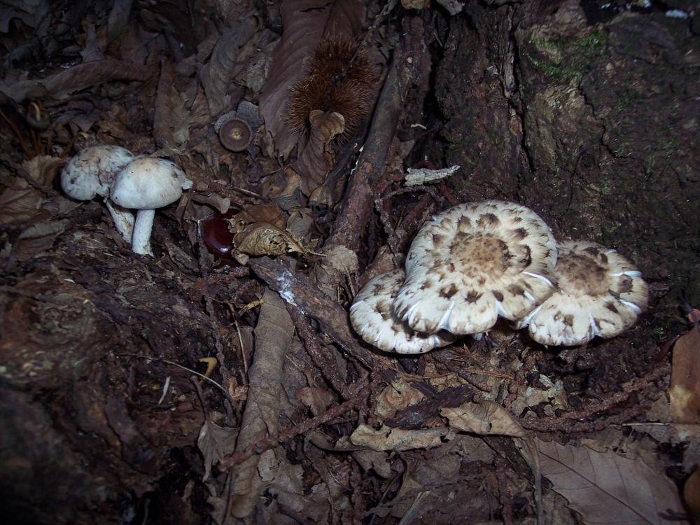 lignicoli da determinare